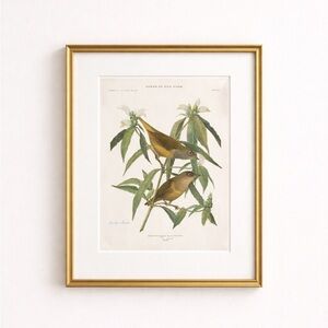 Antique Ornithological Bird Print Original